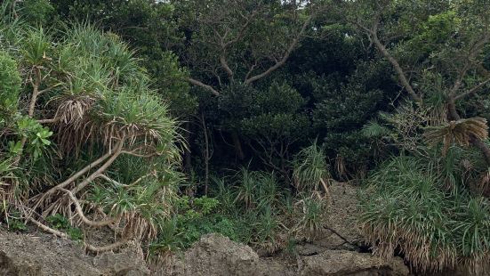 石垣島旅行してきました。羽田より直行の便で約3.4時間かかり