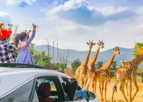龍之夢動物世界