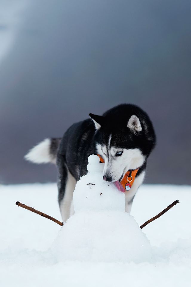 西嶺雪山