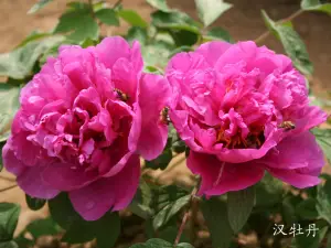 Han Peony Garden Scenic Region