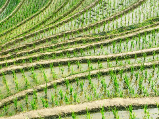 Tegalalang Rice Terrace