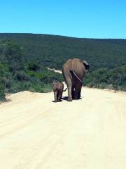 Bundala National park