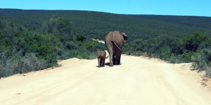 本達拉野生公園