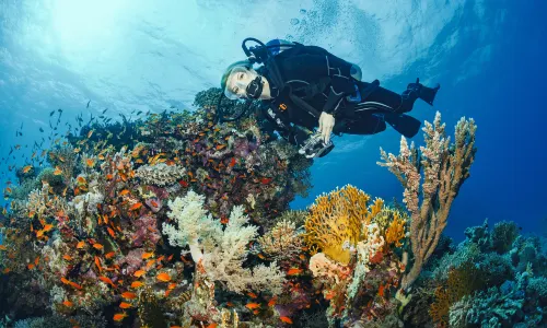 Diving in Maldives