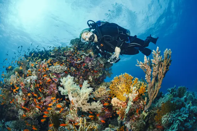 Diving in Maldives