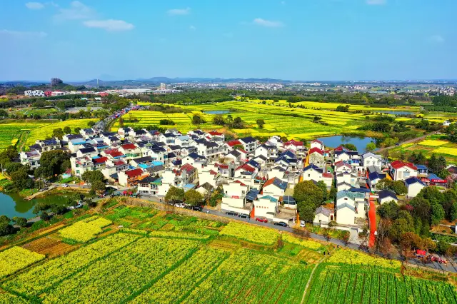 Rapeseed Flowers Viewing in Hanzhong