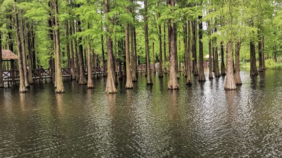 苏州地方虽小，但现在渐渐地开发出了许多旅游区，尚湖水上森林这