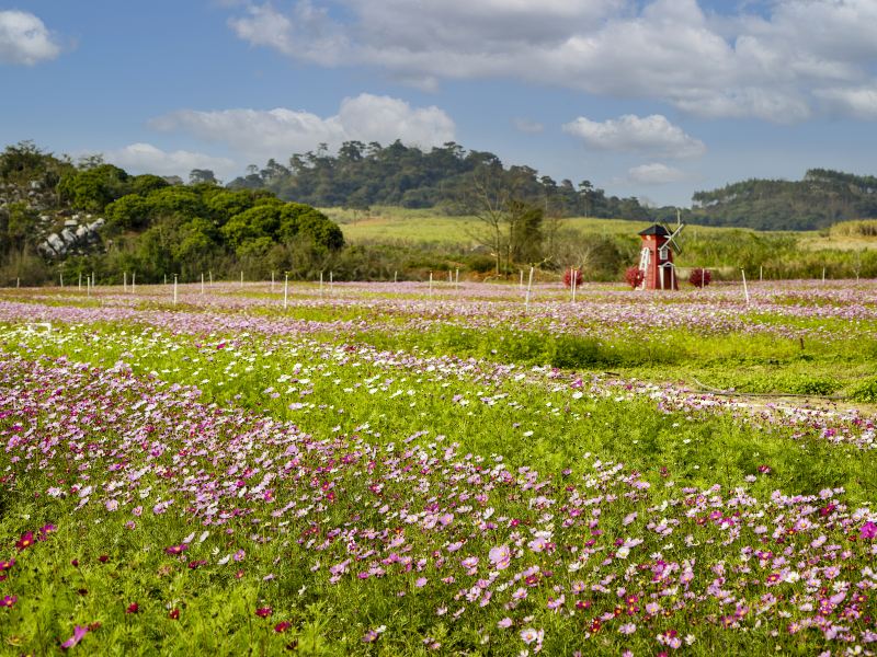 Guangxi Taiwan Flower Industrial Park