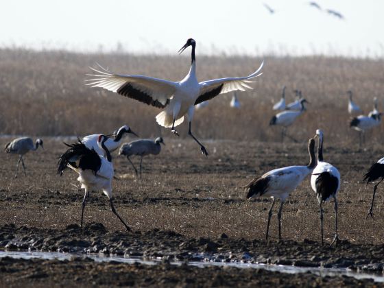 Yancheng Wetland National Nature Reserve Rare Birds