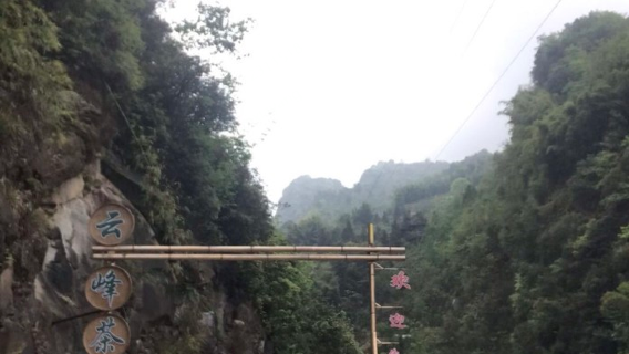 Dazhou Dazhu Yunfeng Tea Valley