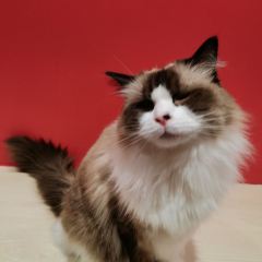 熊猫奶茶(小西街总店) User Photo