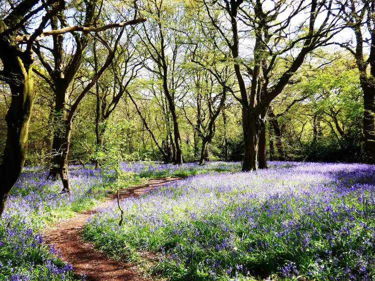 Epping Forest District