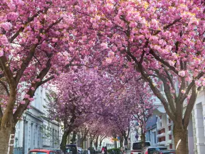 Cherry Blossom Bonn