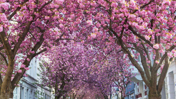 Bonn