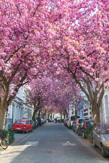 Cherry Blossom Bonn