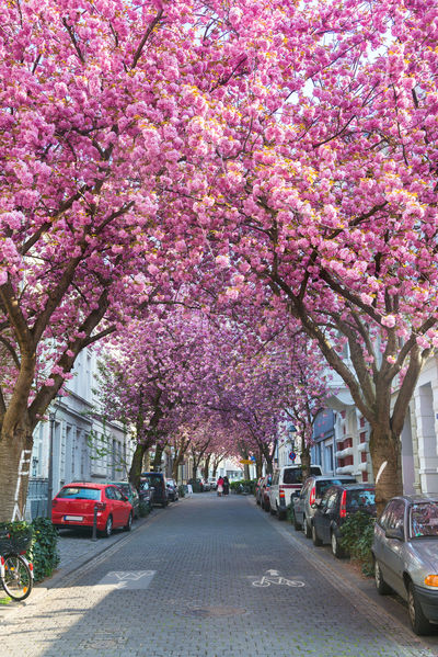Cherry Blossom Bonn