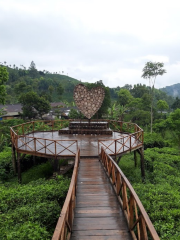 Perkebunan Teh Sirah Kencong