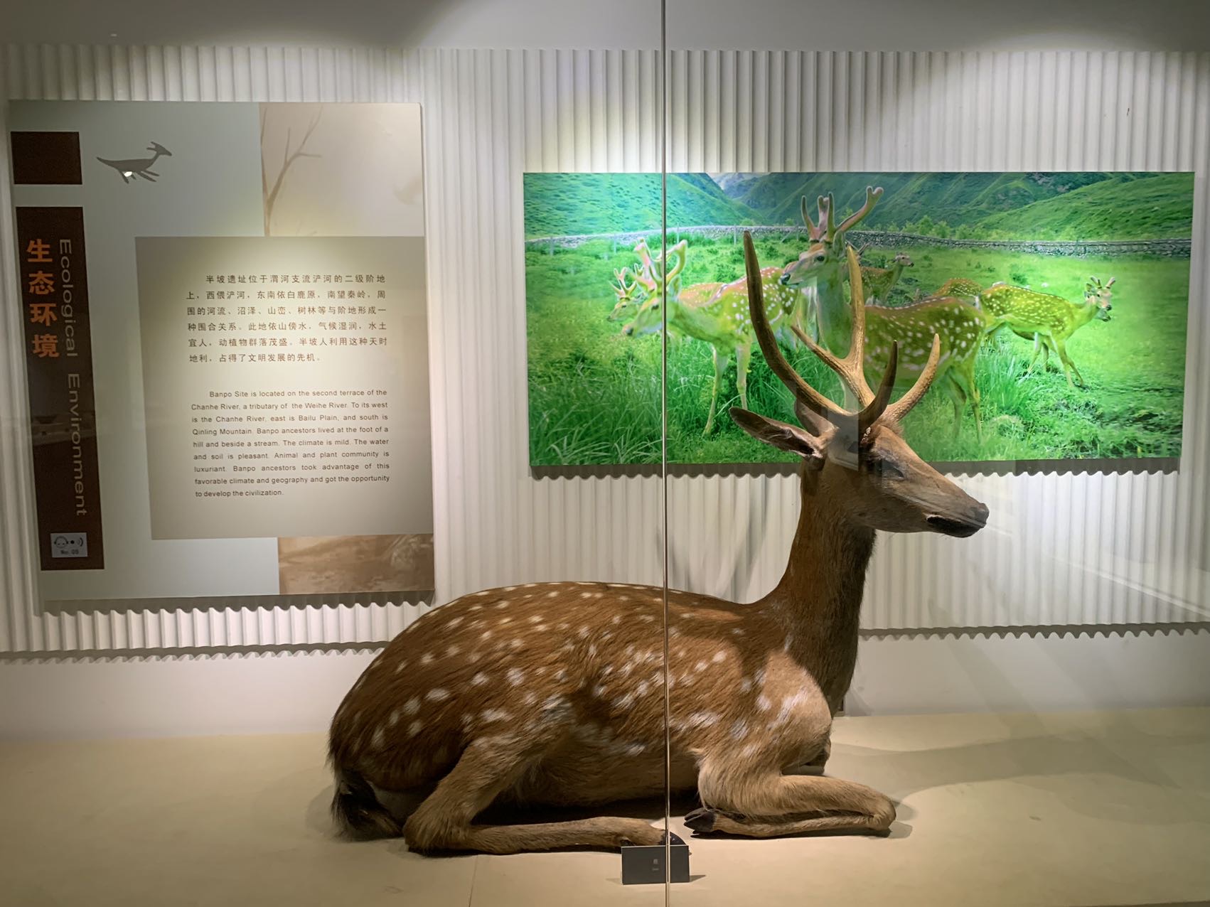 Unearthed Cultural Relics Exhibition Hall | Xian Banpo Museum