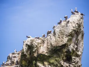 Ballestas Islands