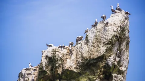 Las Ballestas attraction in Lima