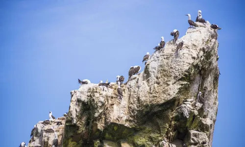 Ballestas Islands