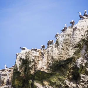 バレスタス諸島