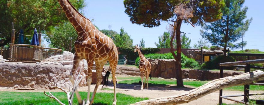 Reid Park Zoo