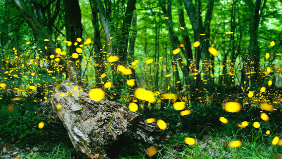 Loay Firefly Watching