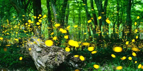 薄荷島觀螢火蟲