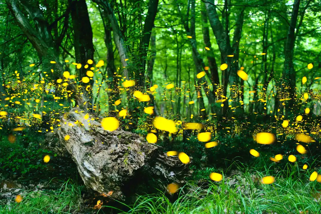 Hotels near Loay Firefly Watching