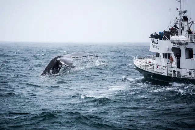 Whale Watching At Sea in Iceland