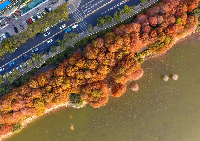 Shenzhen Taxodium Distichum