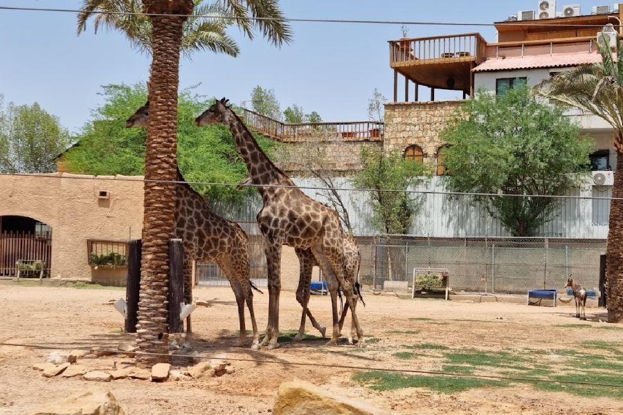 Riyadh Zoo