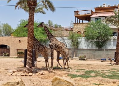 Riyadh Zoo