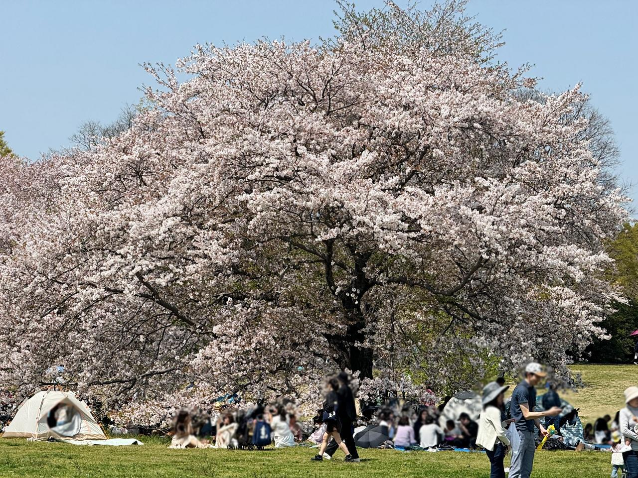 2026 Showa Memorial Park Flower Festival | Showa Kinen National Park