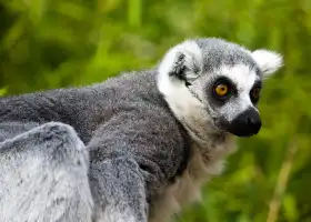 法烏尼亞動物園