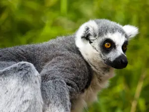 法烏尼亞動物園