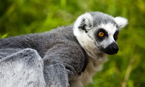 法烏尼亞動物園