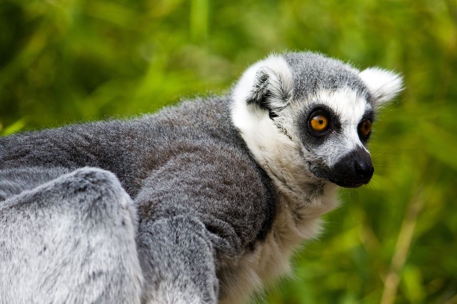 法烏尼亞動物園