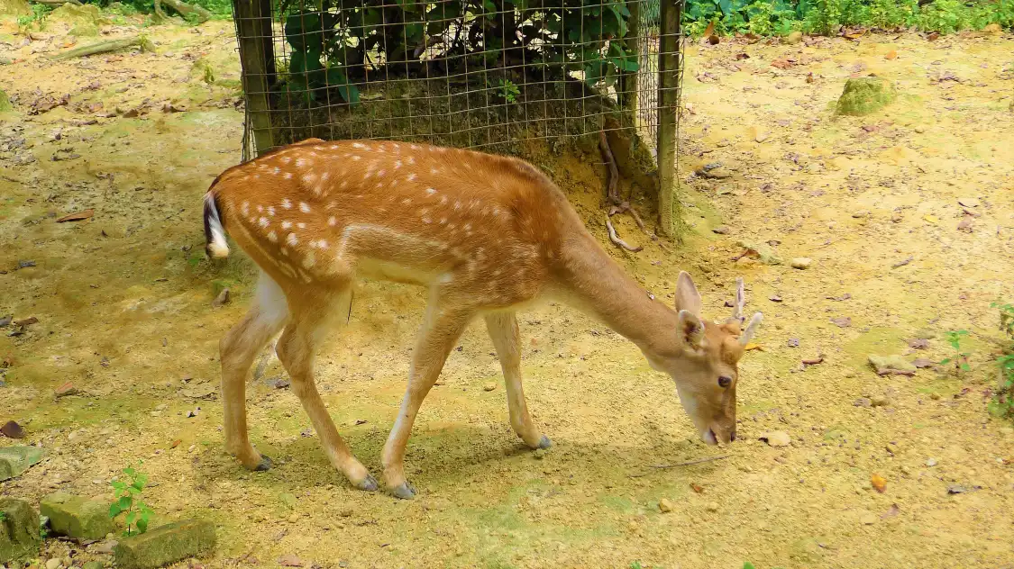 Hotels near Deer Park