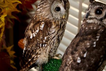 Boomah, The Owl Café