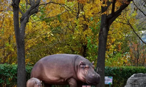 青島森林野生動物世界