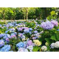 Hydrangea season in forest park
