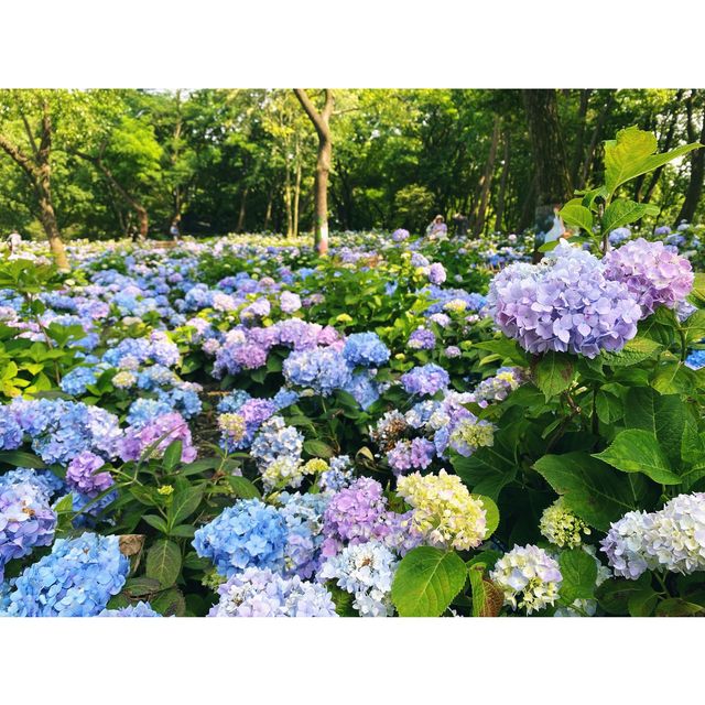 Hydrangea season in forest park