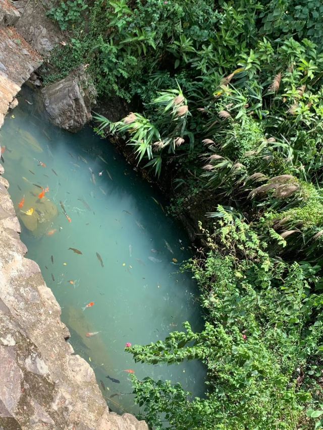 Ziyungu