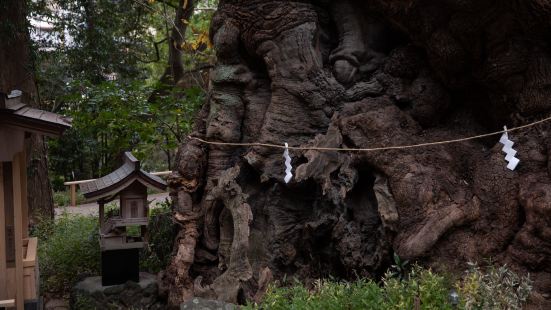 熱海・来宮神社神社不大，有鸟居、竹林、赤色鎏金的社殿、和两千