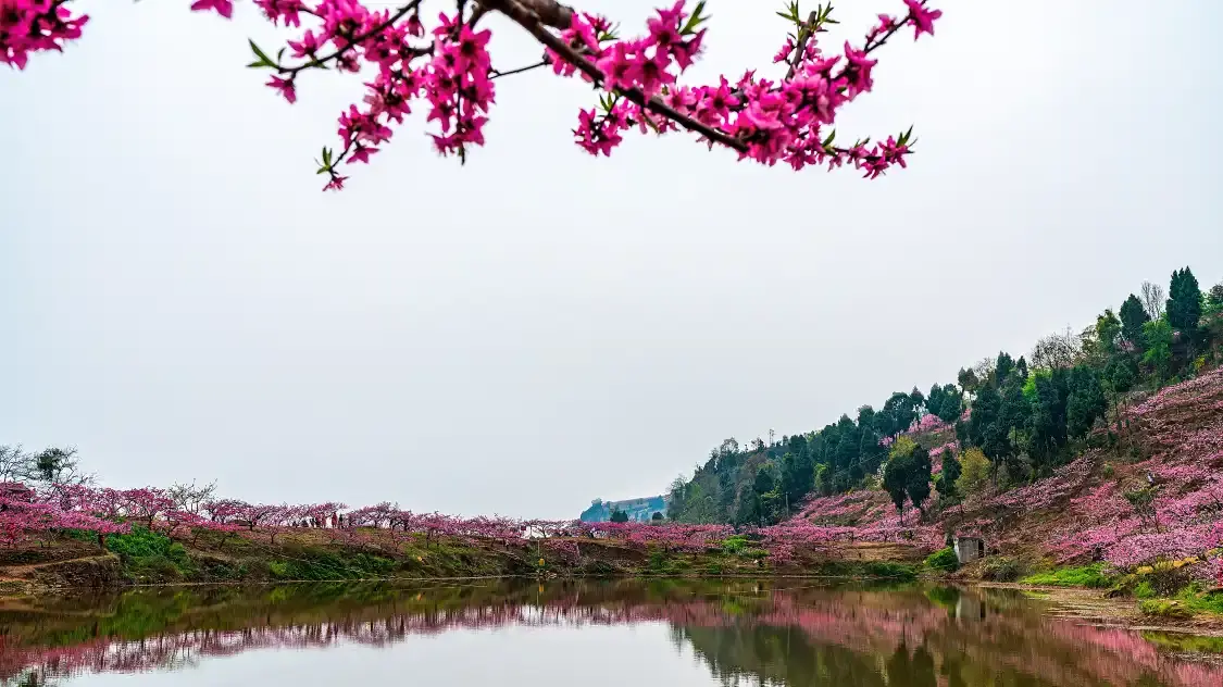 Hotels near Longquan Lake
