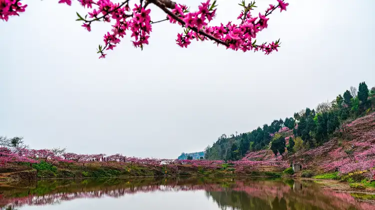 Hotels near Longquan Lake
