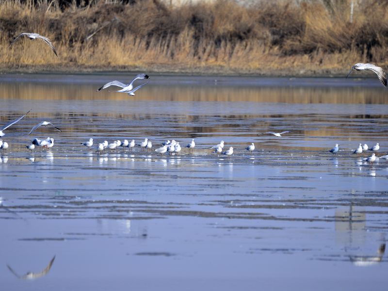 Bosque Del Apache National Wildlife Refuge Visitor Center Photos