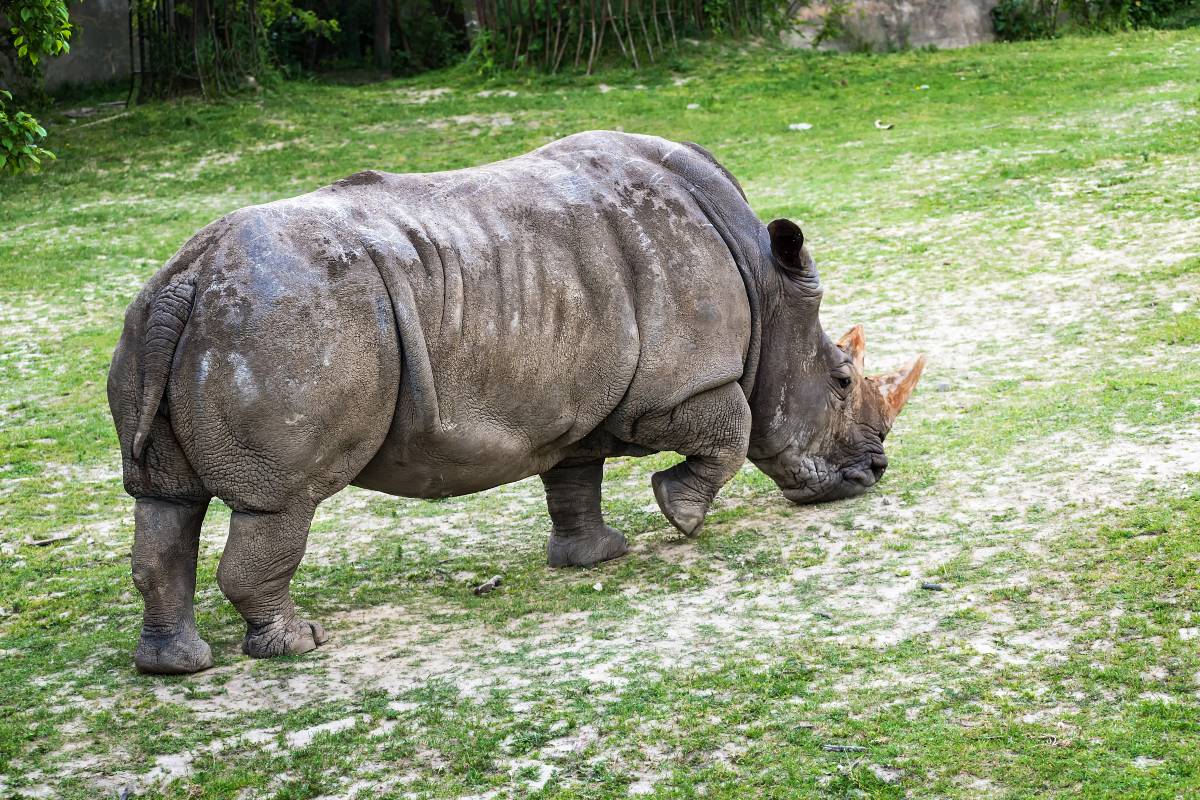 safari animal kingdom animals